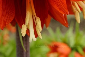 Crown Imperial