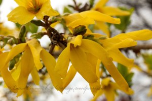 Forsythia