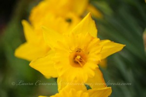 Daffodil