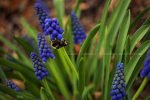 Grape Hyacinth