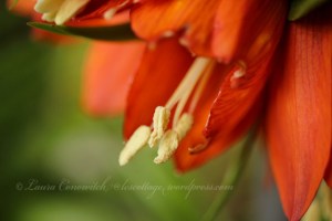 Crown Imperial