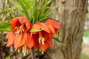 Crown Imperial