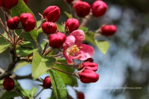 Crabapple