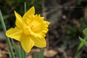 Daffodil