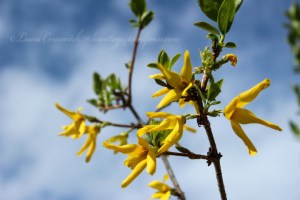 Forsythia