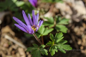 Grecian Windflower Anemone