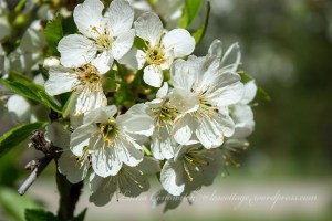 Montmorency Cherry