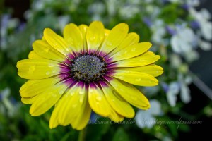 African Daisy