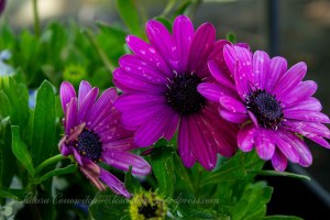 African Daisy