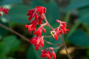 Coral Bells