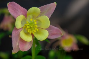 Columbine