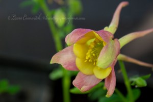 Columbine