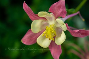 Columbine