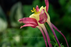 Columbine
