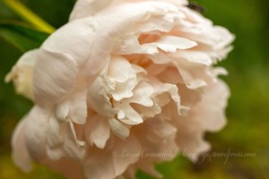 Peony