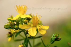 St. John's Wort