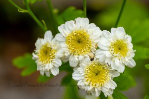 Feverfew