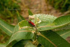 Kettle Falls Recreation Milkweed Soldier Beetle