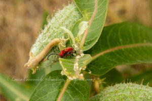 Kettle Falls Recreation Milkweed Soldier Beetle