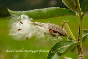 Kettle Falls Recreation Milkweed