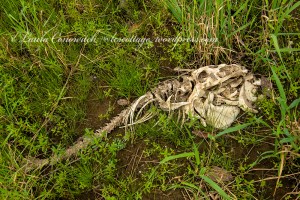 Kettle Falls Recreation