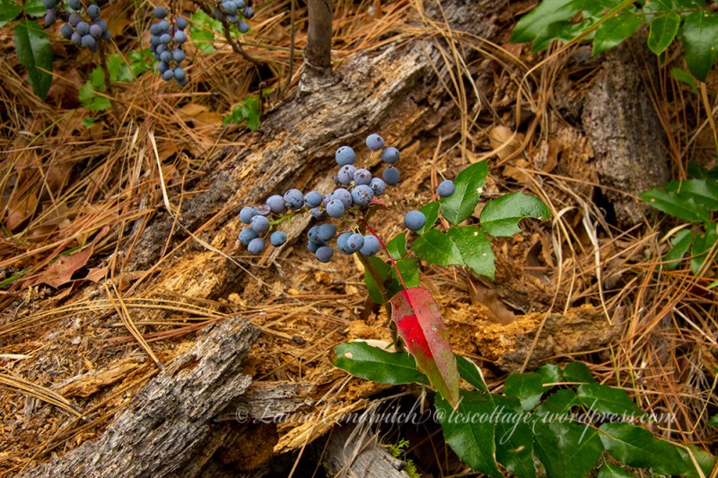 Kettle Falls Recreation Oregon Grape