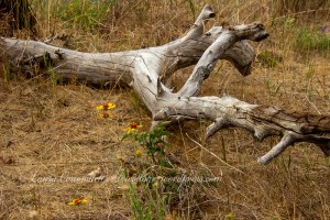 Kettle Falls Recreation