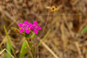 Kettle Falls Recreation