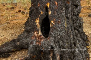 Kettle Falls Recreation