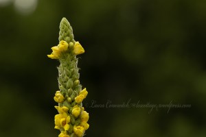 Kettle Falls Recreation Mullein
