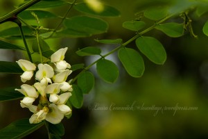 Kettle Falls Recreation Locust