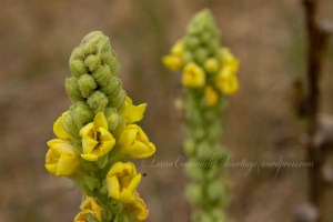Kettle Falls Recreation Mullein