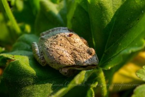 Pacific Tree Frog