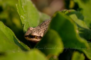 Pacific Tree Frog