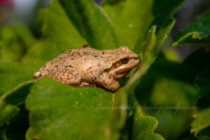 Pacific Tree Frog