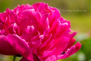 Peony