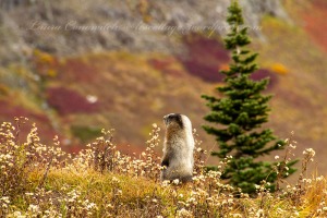 Mount Rainier-marmot