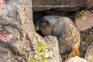 Mount Rainier-marmot