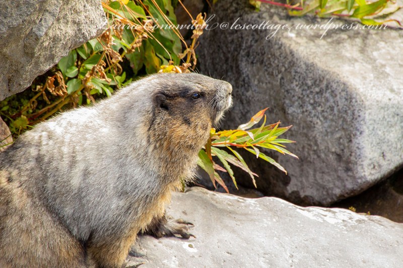 Mount Rainier-marmot