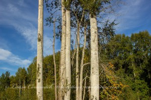 Sequim Railroad Bridge Park