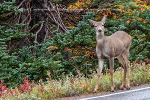 Hurricane Ridge Deer