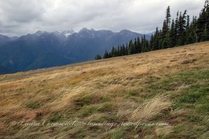 Hurricane Ridge