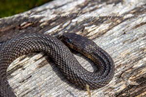 Elwha Beach Rubber Boa