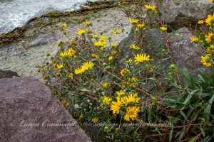 Marlyn Nelson County Park at Port Williams
