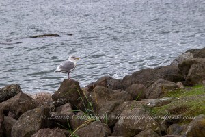 Marlyn Nelson County Park at Port Williams