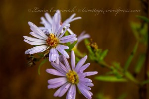 Kennedy Creek Natural Area Preserve