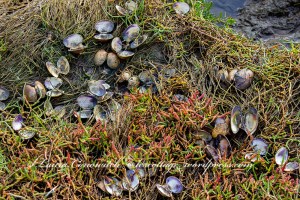 Kennedy Creek Natural Area Preserve