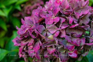 Whitney Gardens and Nursery