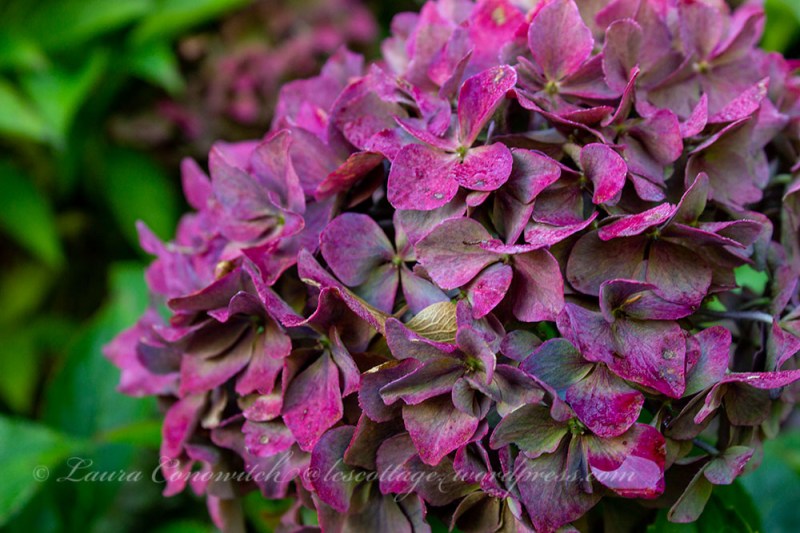 Whitney Gardens an Nursery
