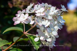 Whitney Gardens and Nursery